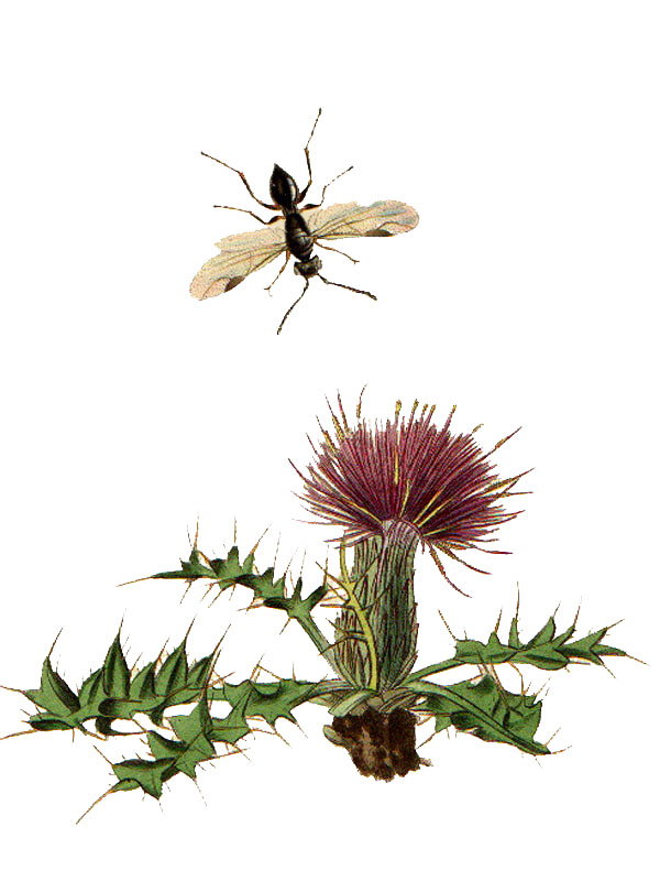 Cirsium acaulon