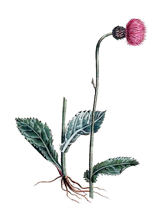 Cirsium anglicum