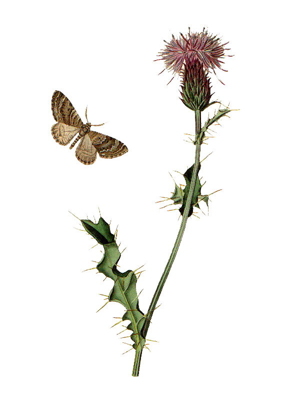 Cirsium arvense