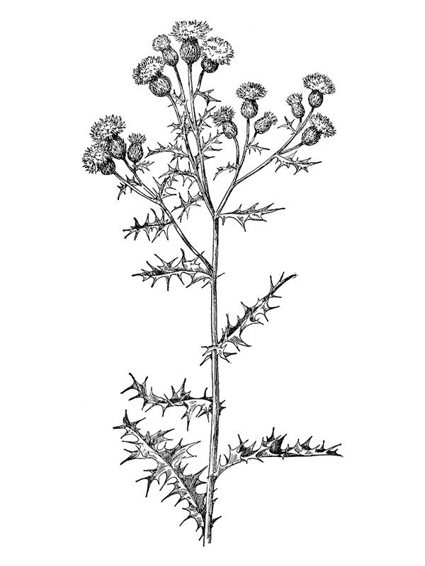 Cirsium arvense