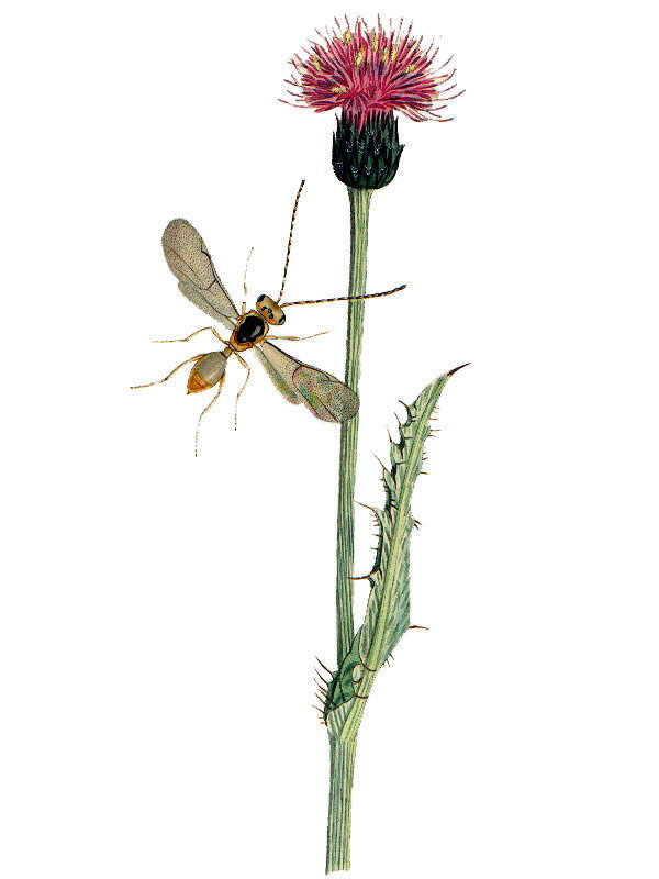 Cirsium dissectum