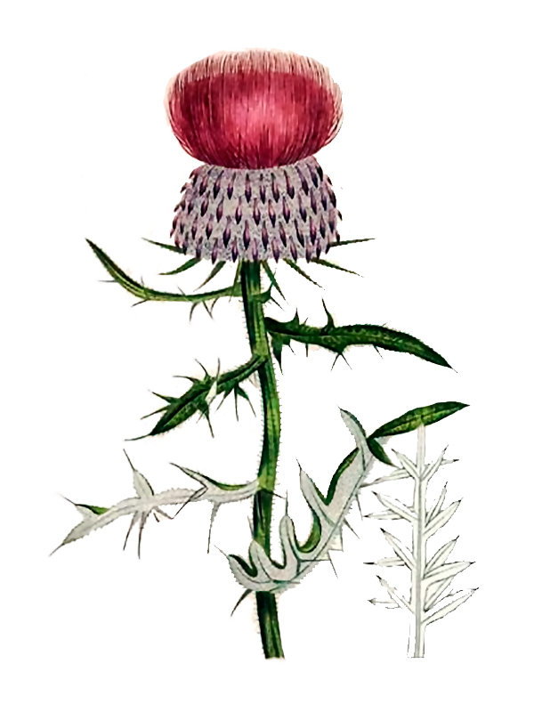 Cirsium eriophorum
