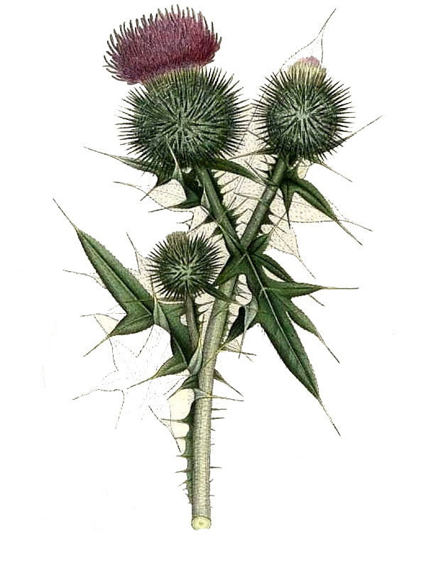 Cirsium lanceolatum
