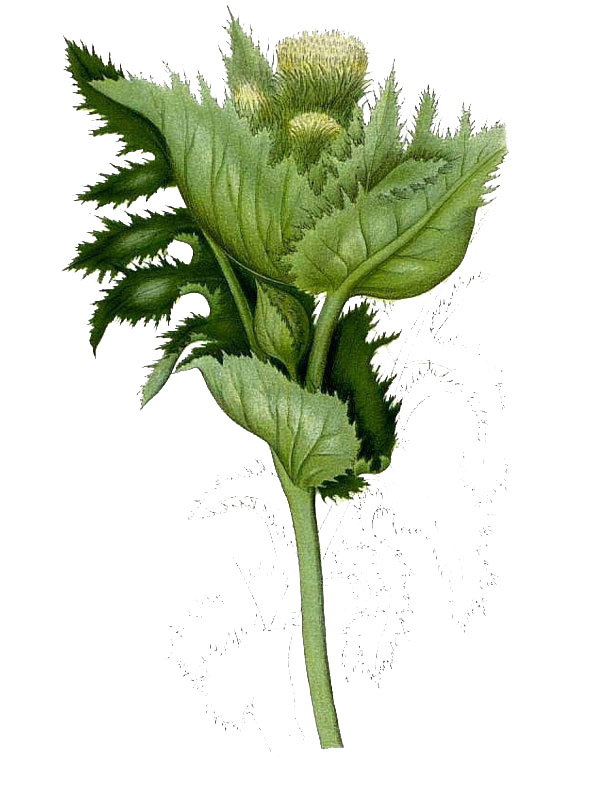Cirsium oleraceum