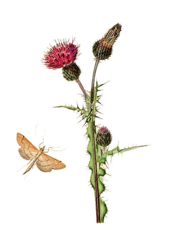Cirsium palustre
