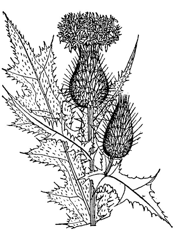 Cirsium vulgare