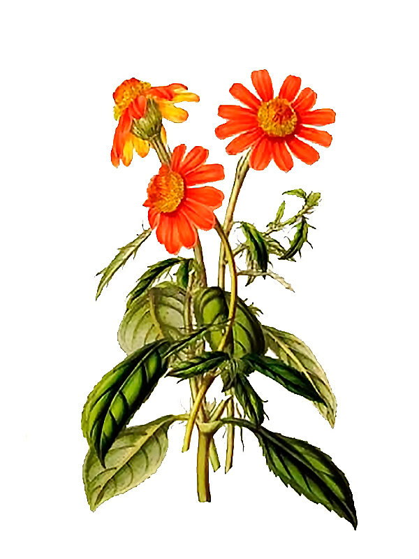 Comaclinium montanum