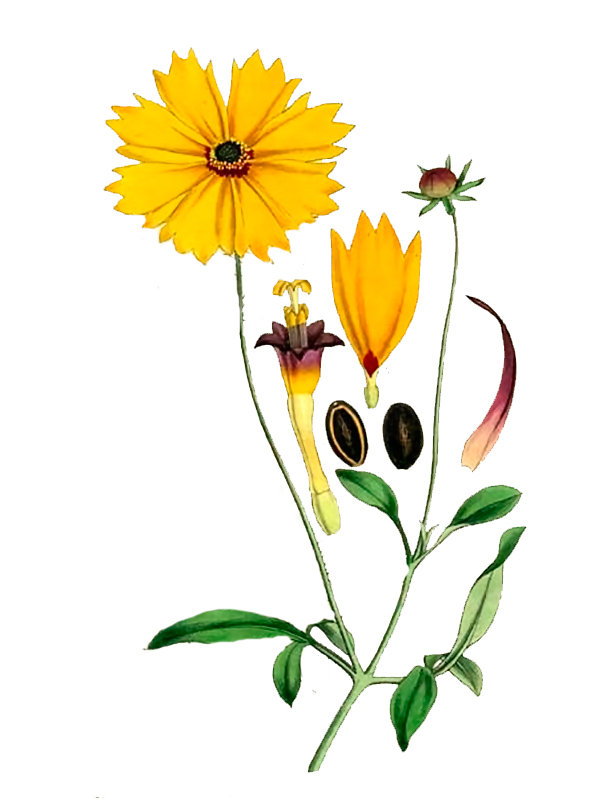 Coreopsis diversifolia