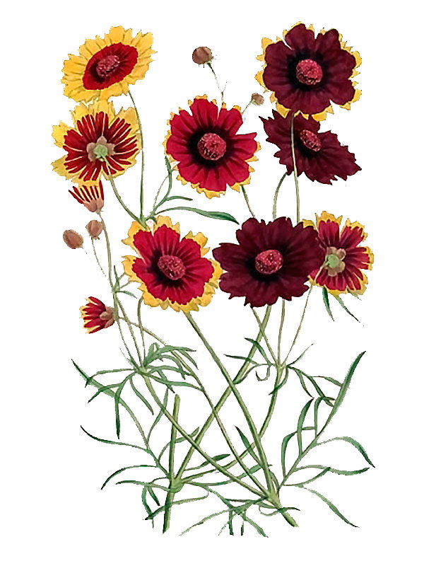 Coreopsis tinctoria