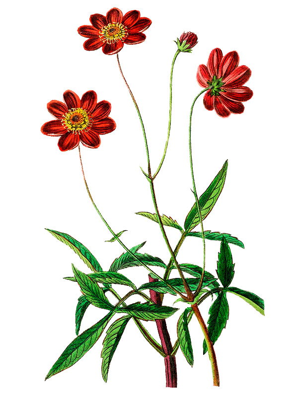 Cosmos scabiosoides