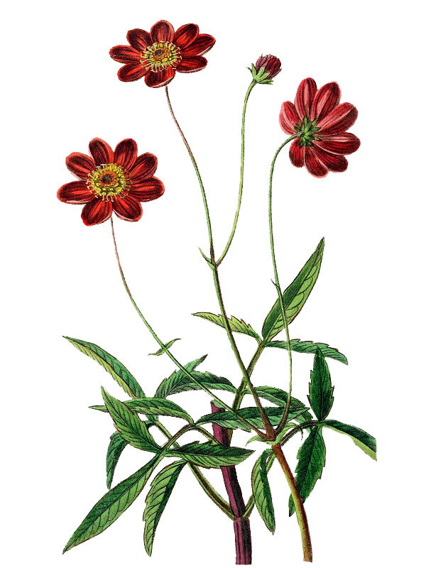 Cosmos scabiosoides