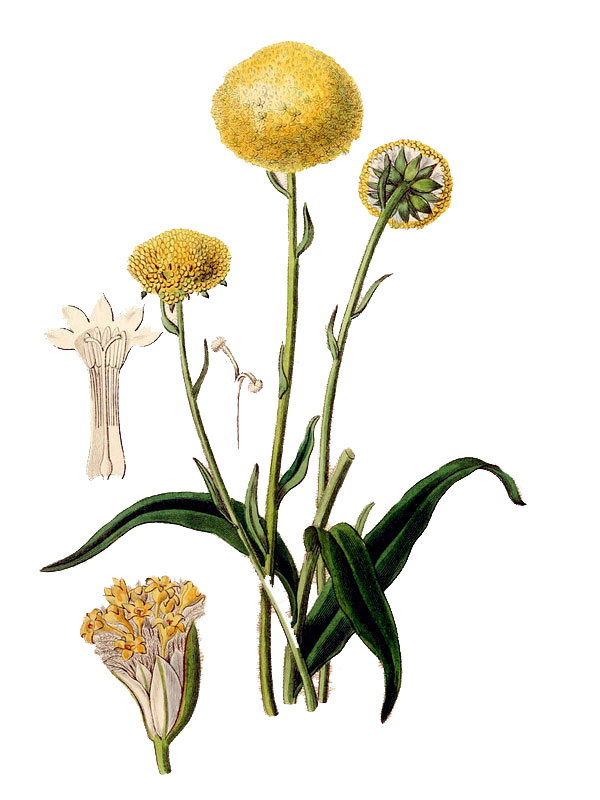 Craspedia glauca