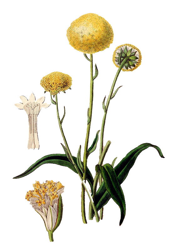 Craspedia uniflora
