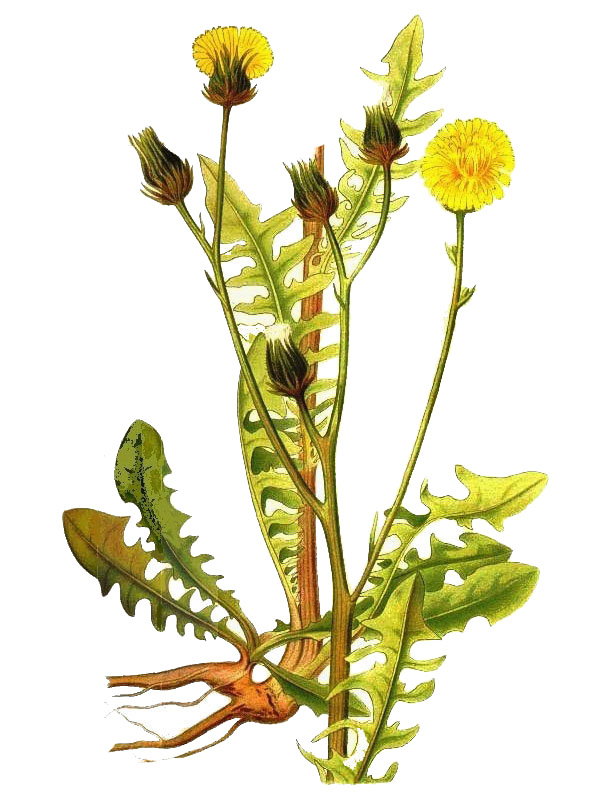 Crepis biennis