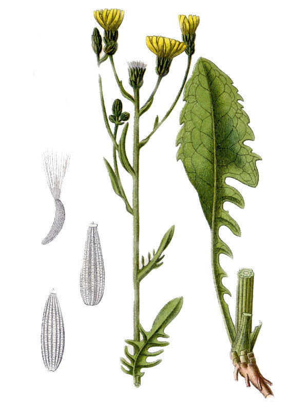 Crepis biennis