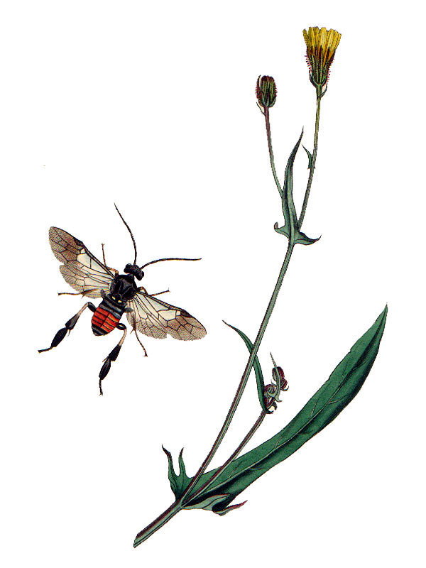 Crepis capillaris