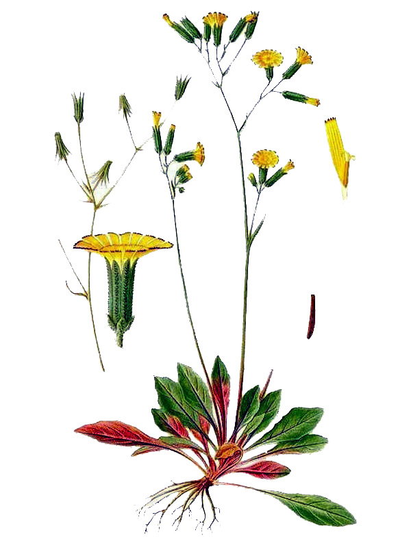 Crepis multicaulis