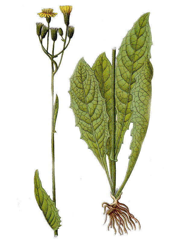 Crepis paludosa