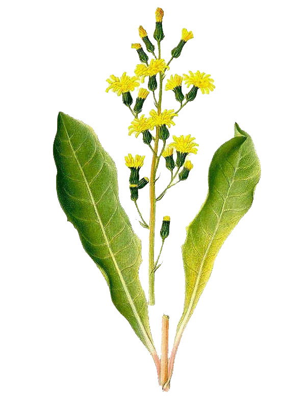 Crepis praemorsa