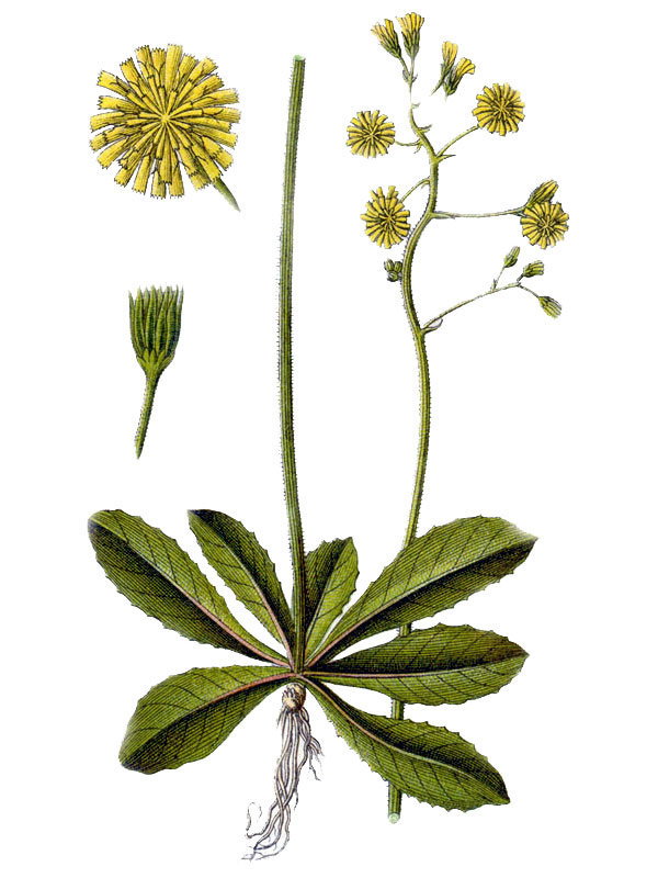 Crepis praemorsa