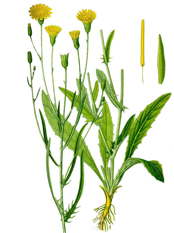 Crepis tectorum