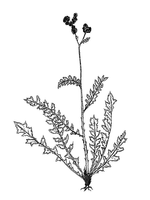 Cyathocline purpurea