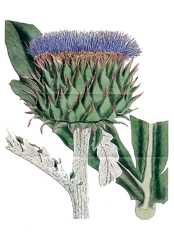 Cynara cardunculus