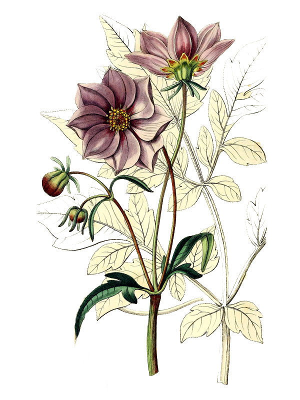 Dahlia glabrata
