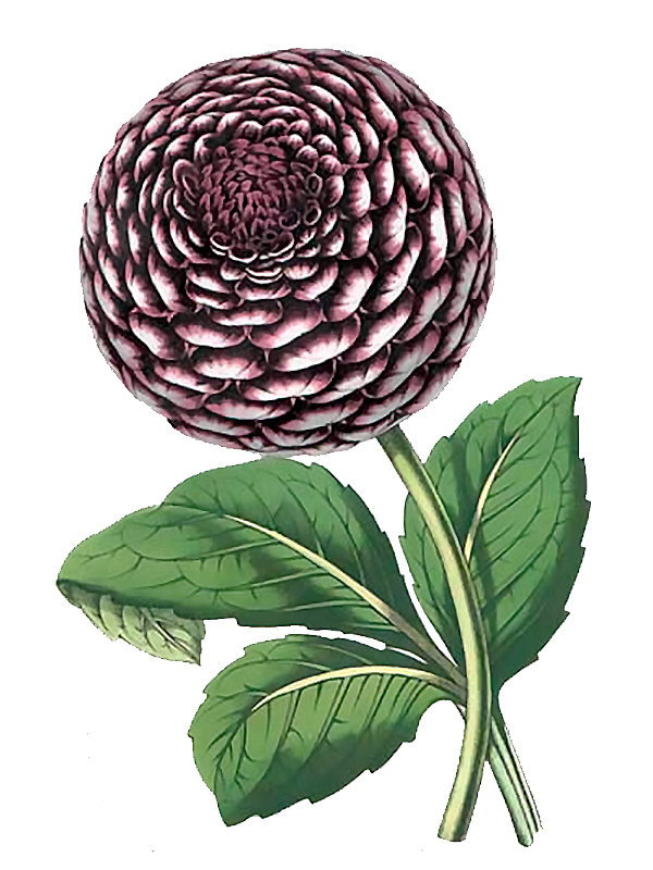 Dahlia jupiter