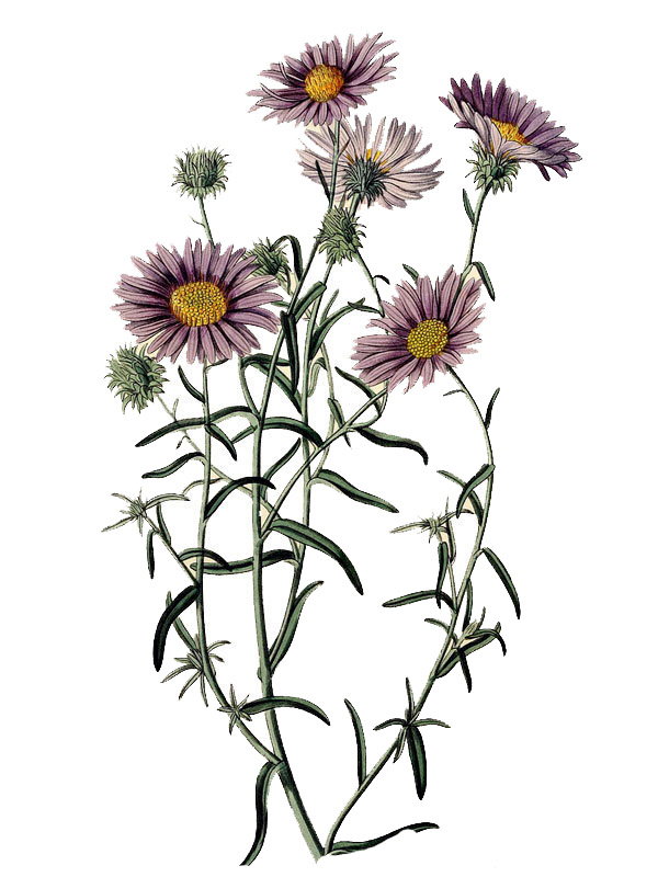 Diplopappus incanus