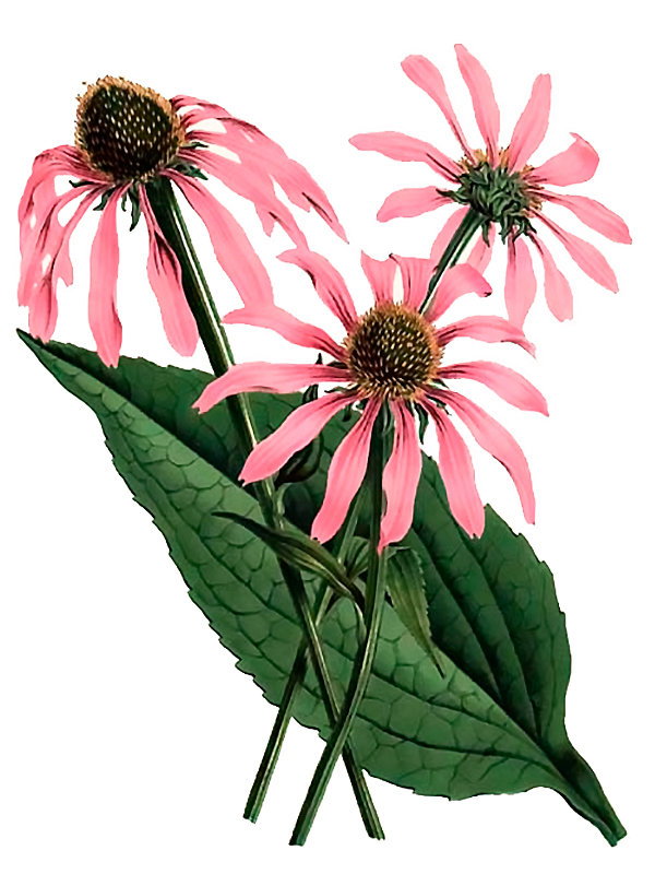 Doronicum caucasicum
