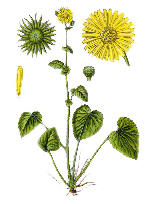 Doronicum pardalianches