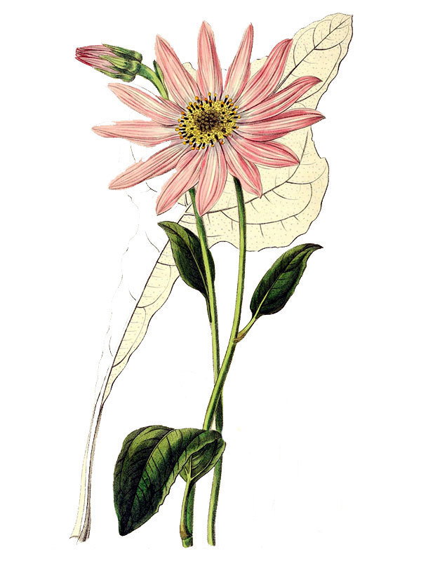 Echinacea dicksoni