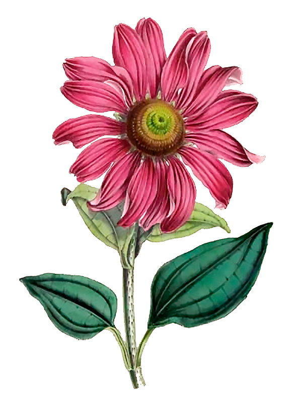 Echinacea intermedia