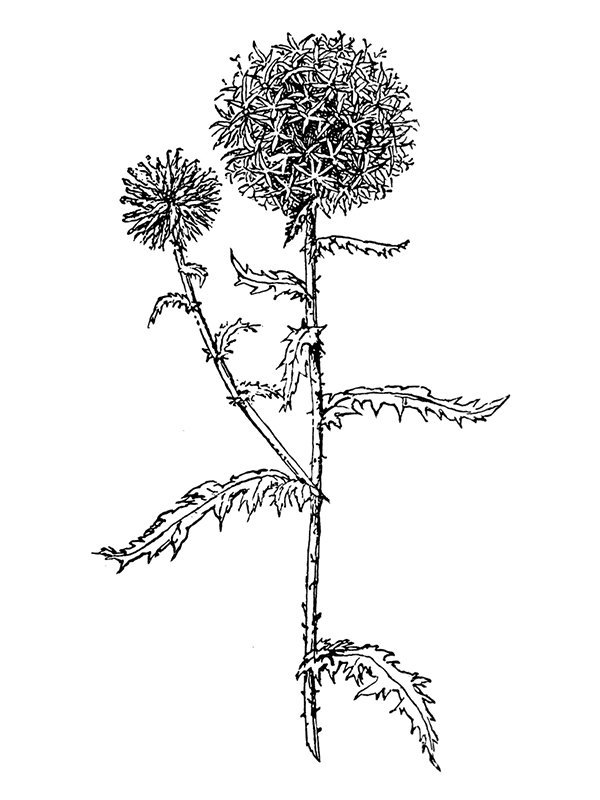 Echinops ruthenicus