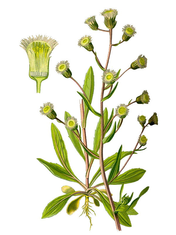 Erigeron acer