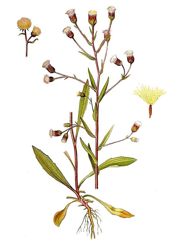 Erigeron acris