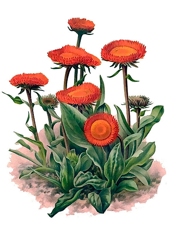 Erigeron aurantiacus