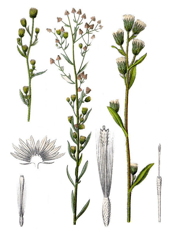 Erigeron canadensis