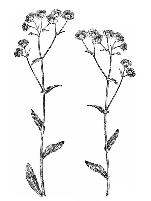 Erigeron philadelphicus