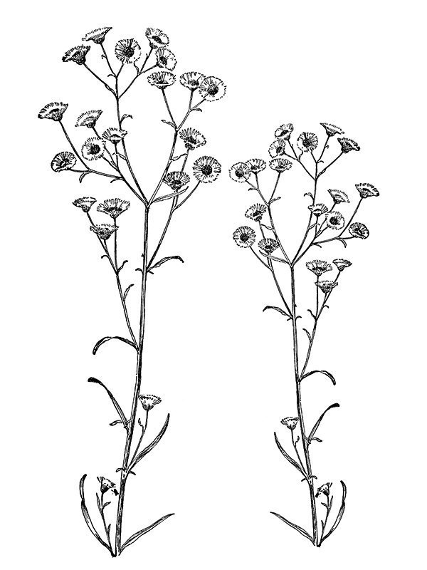 Erigeron ramosus