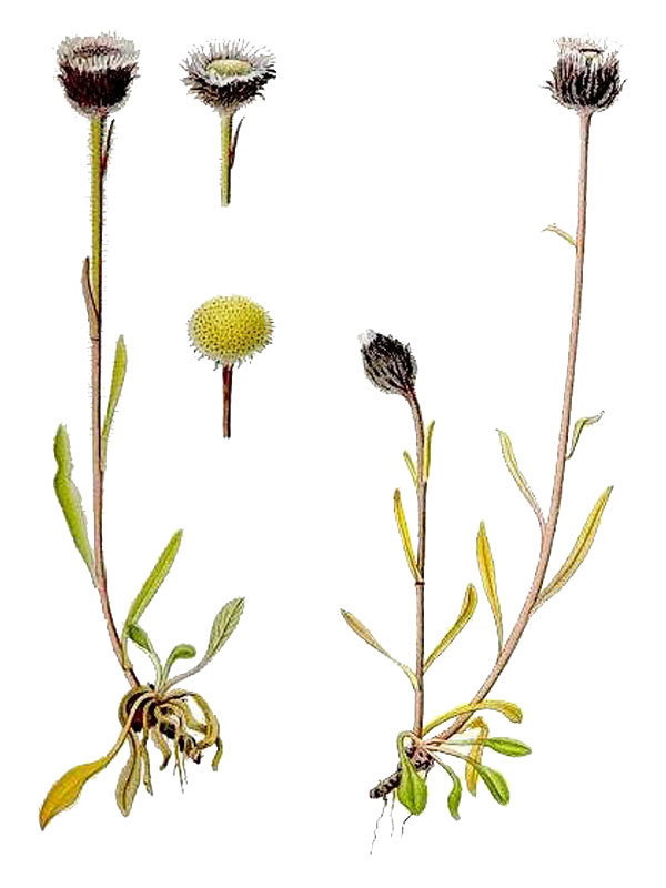 Erigeron unalaschkensis