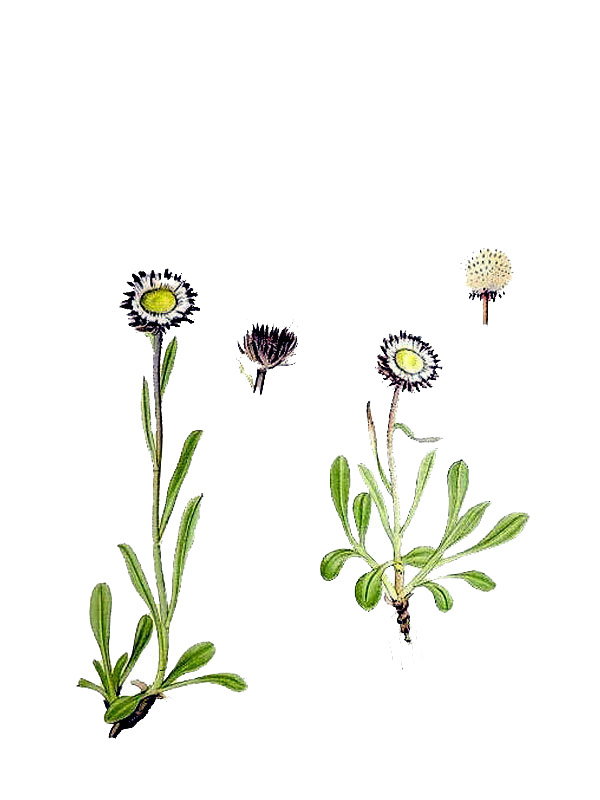Erigeron uniflorus
