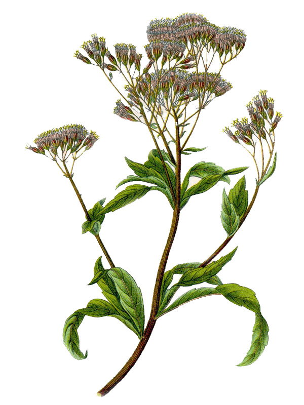 Eupatorium cannabinum