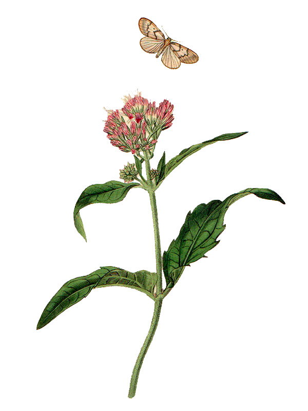 Eupatorium cannabinum