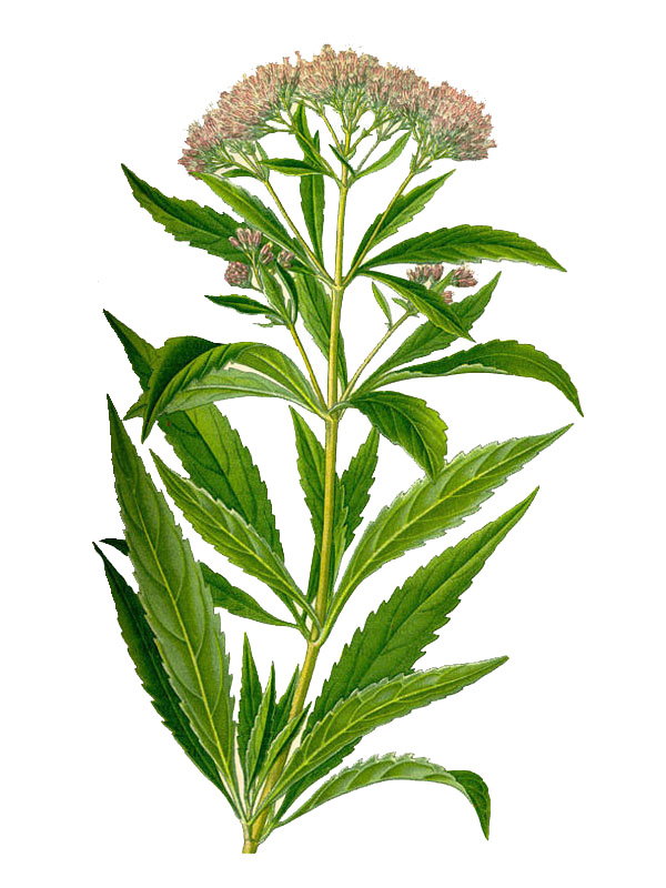 Eupatorium cannabinum