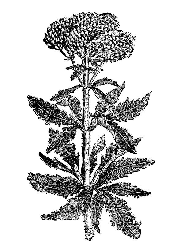 Eupatorium cannabinum