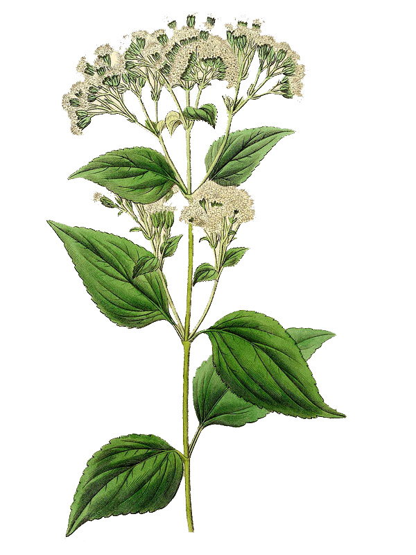 Eupatorium glandulosum
