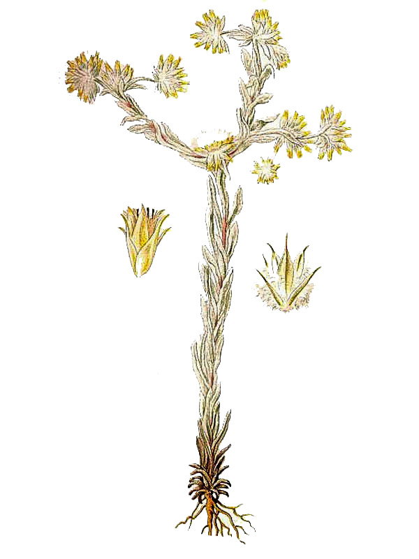 Filago germanica