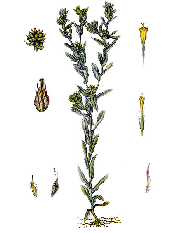 Filago germanica
